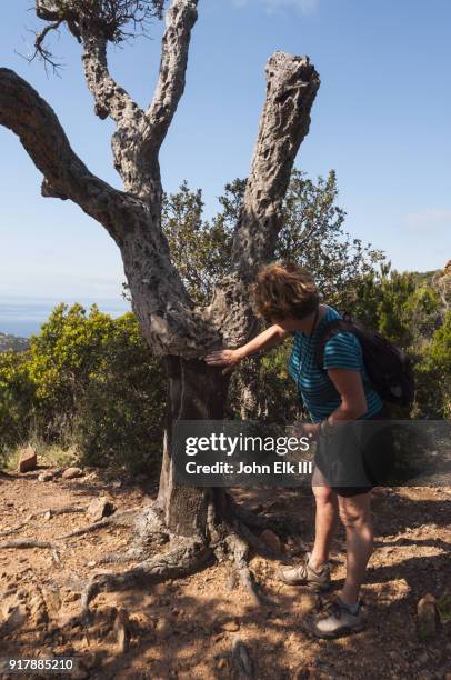 roux cape peak landscape with hiker - chicot arbre photos et images de collection