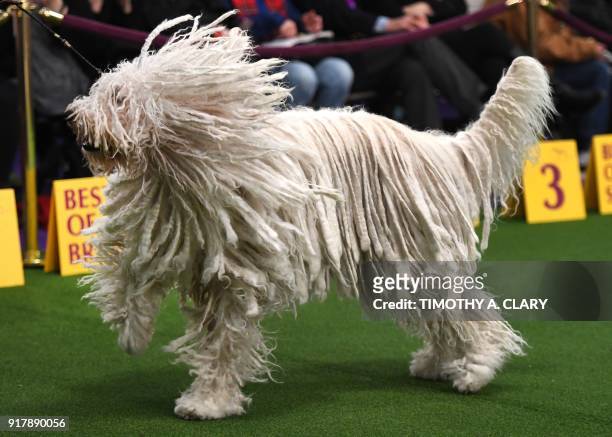 Komondor in the judging ring during Day Two of competition at the Westminster Kennel Club 142nd Annual Dog Show in New York on February 13, 2018. /...