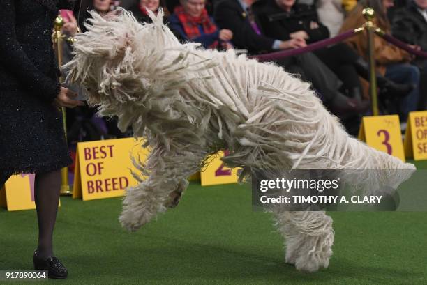 Komondor in the judging ring during Day Two of competition at the Westminster Kennel Club 142nd Annual Dog Show in New York on February 13, 2018. /...