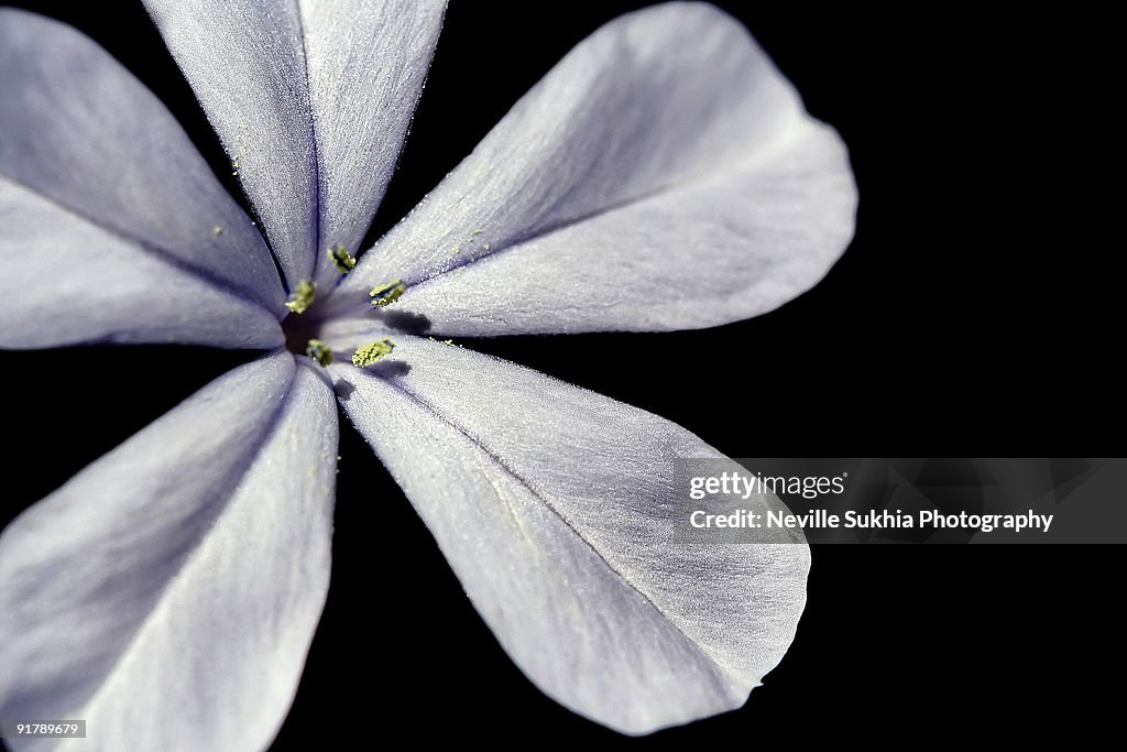 Close up of flower