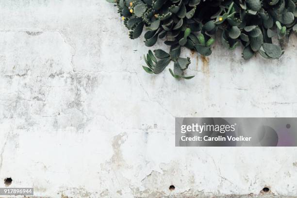 white wall with cactus - vegetação mediterranea imagens e fotografias de stock