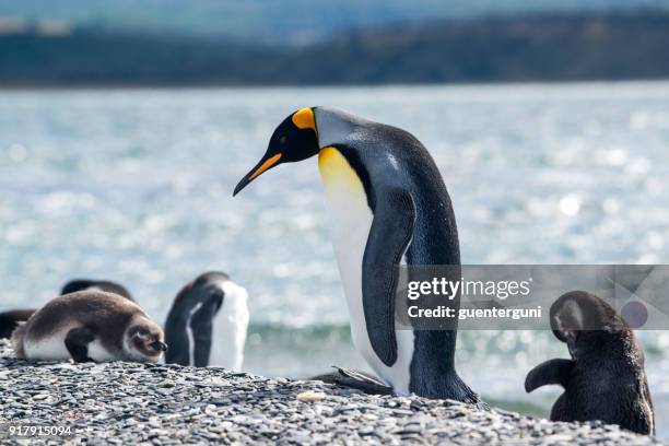 portrait of a king penguin, tierra del fuego, patagonia - magellan penguin stock pictures, royalty-free photos & images