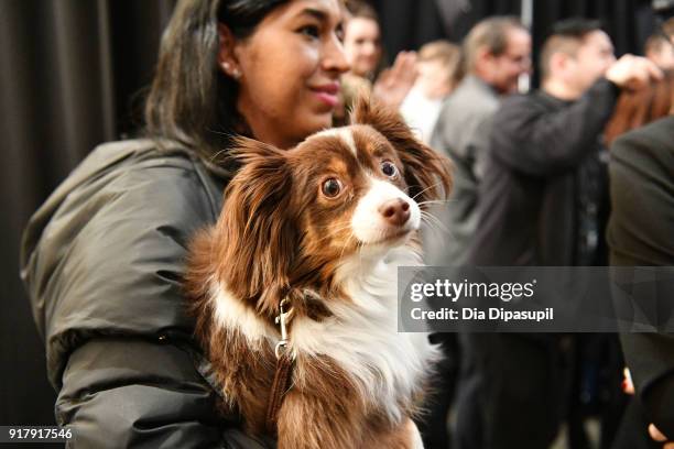 View of designer Naeem Khan's pet, Raja, backstage for Naeem Khan during New York Fashion Week: The Shows at Gallery I at Spring Studios on February...