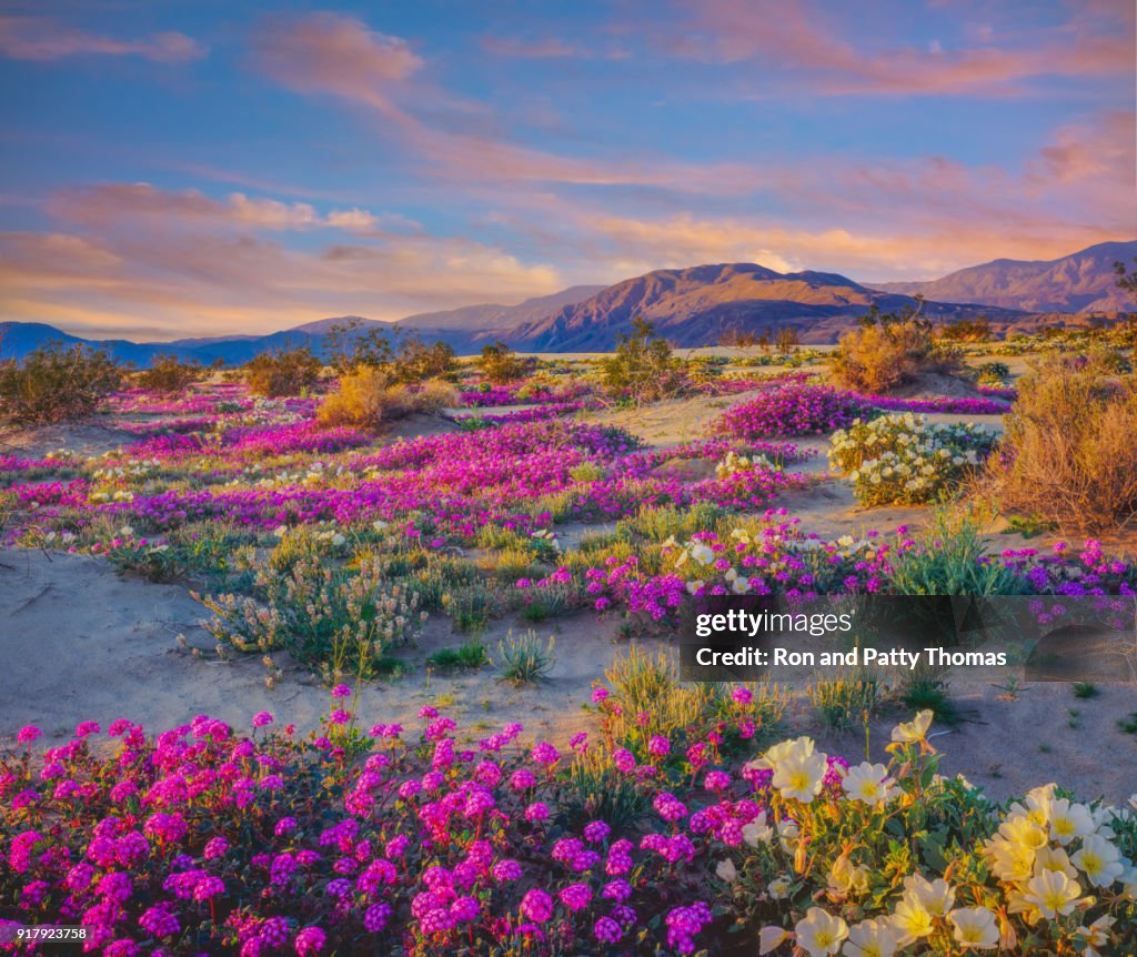 Wüste Wildblumenwiese im Anza Borrego Desert State Park, CA