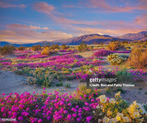 de woestijn wildflowers voorjaar in anza borrego desert state park, ca - flower multicolor stockfoto's en -beelden