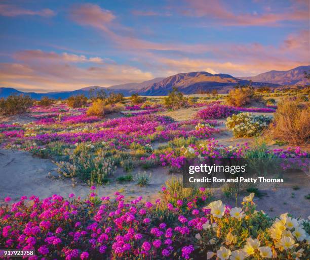 spring desert wildflowers in anza borrego desert state park, ca - southern california stock pictures, royalty-free photos & images