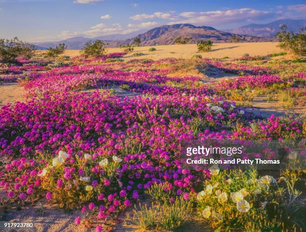 printemps du désert de fleurs sauvages dans un parc d’état d’anza borrego desert, ca - anza national park photos et images de collection
