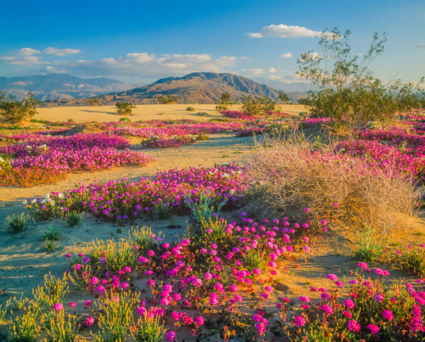 Spring In Desert 1,679 Sonoran Desert Flowers Stock Photos, High-Res Pictures, and ...