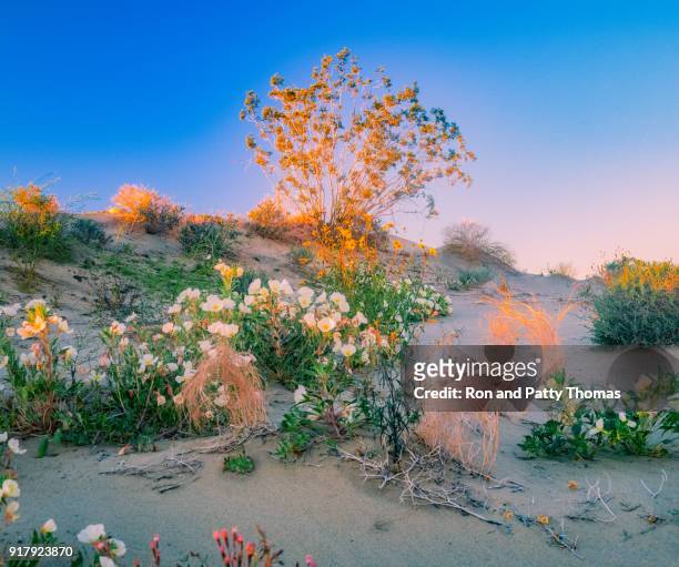 fleurs sauvages remplissent les collines de anza borrego desert state park (p) - anza national park photos et images de collection