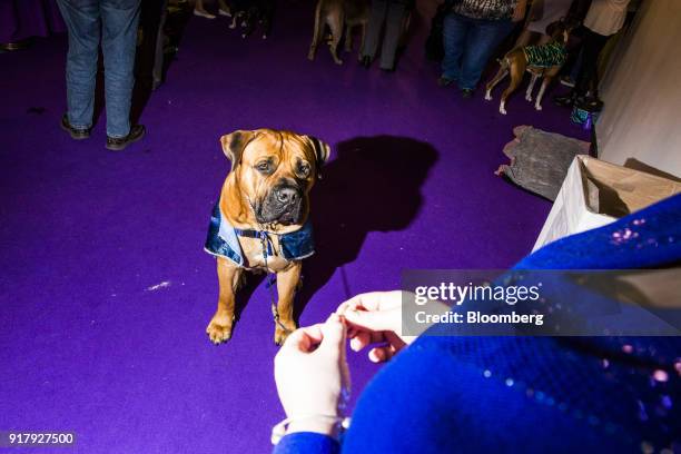 Oblio, a Boerboel, sits backstage at the 142nd Westminster Kennel Club Dog Show in New York, U.S., on Tuesday, Feb. 13, 2018. The Westminster Kennel...