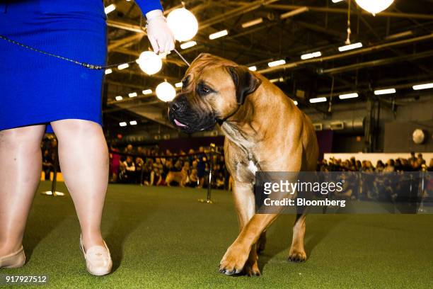 Oblio, a Boerboel, walks on the floor of the 142nd Westminster Kennel Club Dog Show in New York, U.S., on Tuesday, Feb. 13, 2018. The Westminster...