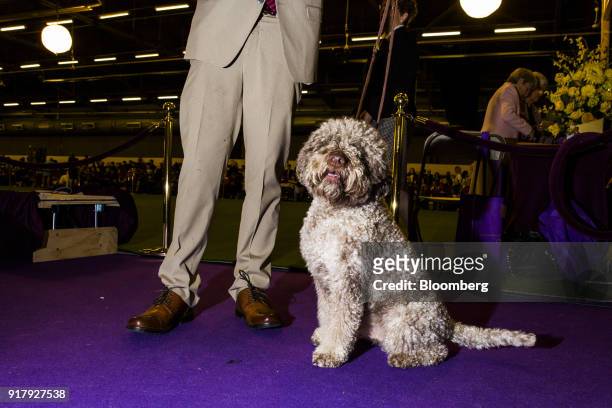 Lagotto Romagnolo waits to enter the judging ring at the 142nd Westminster Kennel Club Dog Show in New York, U.S., on Tuesday, Feb. 13, 2018. The...