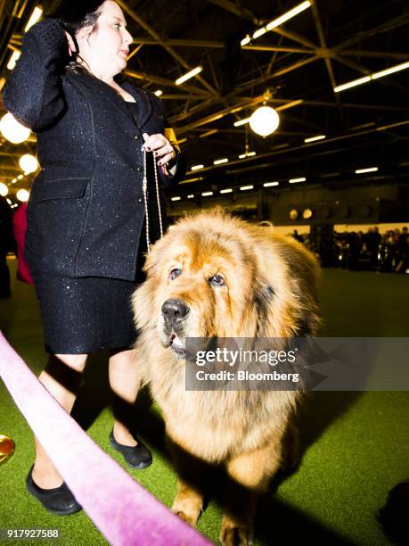 Tibetan mastiff walks the floor of the 142nd Westminster Kennel Club Dog Show in New York, U.S., on Tuesday, Feb. 13, 2018. The Westminster Kennel...