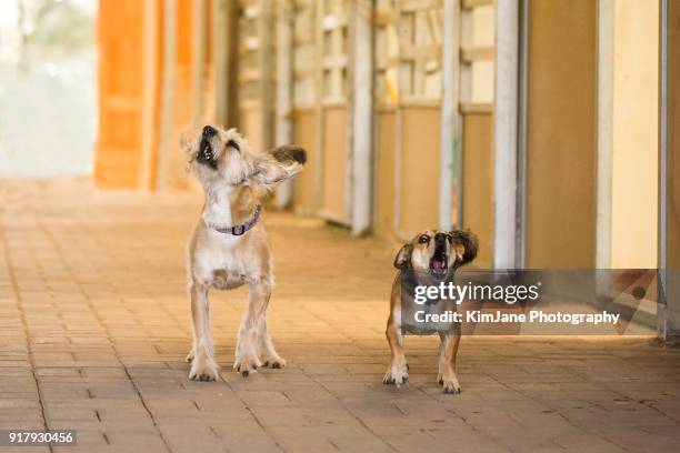 hilarious barking dogs - ladrando fotografías e imágenes de stock