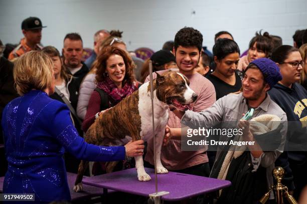 Louie the American Staffordshire Terrier draws a crowd backstage before the final night of competitionat the 142nd Westminster Kennel Club Dog Show...