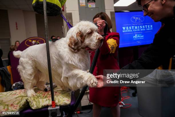 Angus the Clumber Spaniel shakes hands with a spectator before the start of the final night of competition at the 142nd Westminster Kennel Club Dog...