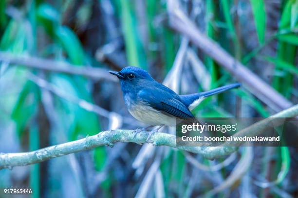 beautiful hainan blue flycatcher bird perched on branch(cyornis hainana) - hainan island photos et images de collection