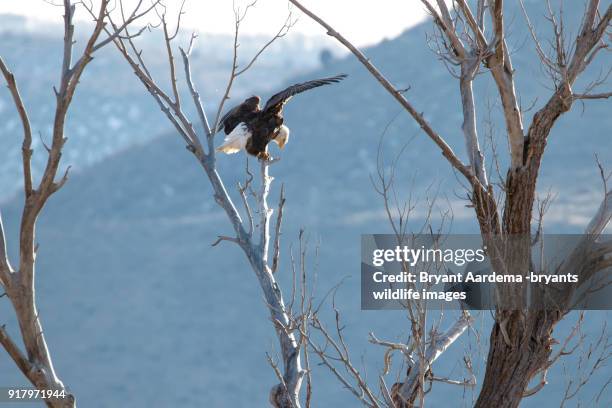 Small Utah Raptors Utah Raptor Photos and Premium High Res Pictures - Getty Images
