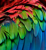 Beautiful sharp blue green and red of Green-winged Macaw feathers in close up, exoti texture and background