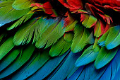Fascinated blue green and red of Green-winged Macaw feathers in close up, exotic texture and background