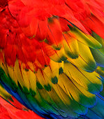 Fascinated multiple colrs blue green yellow and red of Scarlet Macaw feathers in close up, exotic texture and background