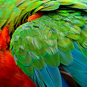 Sharp blue to green mix with orange colors of Buffon's macaw bird featehrs in close up, beautiful texture and background