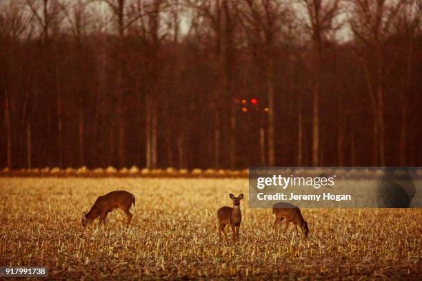 white tailed deer eat in a harvested cornfield in february at the bean blossom bottoms - deer corn stock pictures, royalty-free photos & images