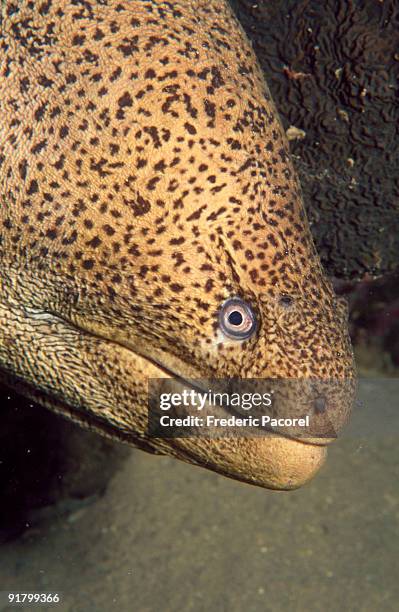 Moray Pattern Photos and Premium High Res Pictures - Getty Images