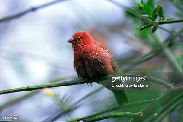 Fire Finch Fire Finch Photos and Premium High Res Pictures - Getty Images