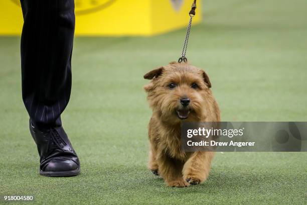 Winston, a Norfolk Terrier and winner of the terrier group, competes on the final night of the 142nd Westminster Kennel Club Dog Show at The Piers on...