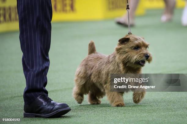 Winston, a Norfolk Terrier and winner of the terrier group, competes on the final night of the 142nd Westminster Kennel Club Dog Show at The Piers on...