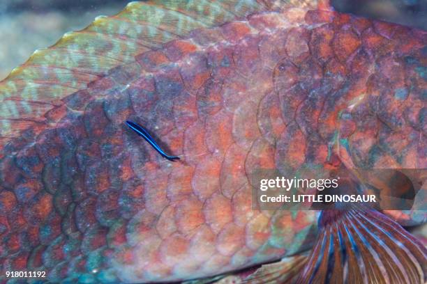 bluestreak cleaner wrasse (valenciennes, 1839) cleaning japanese parrotfish (calotomus japonicus  valenciennes, 1840) - cleaner wrasse stock pictures, royalty-free photos & images