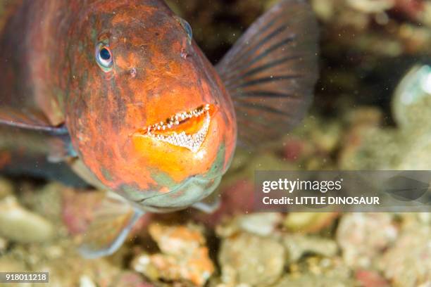 japanese parrotfish ( calotomus japonicus  valenciennes, 1840) - scarus species stock pictures, royalty-free photos & images