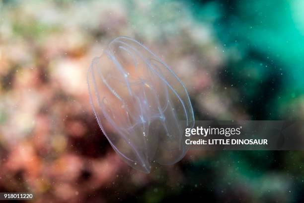 comb jelly, ctenophora - comb jelly stock pictures, royalty-free photos & images