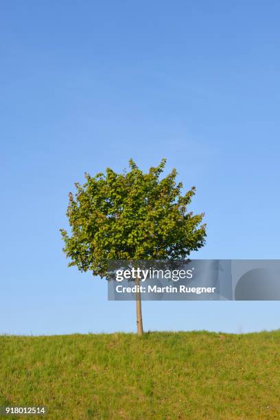 solitude tree (acer platanoides / norway maple). franconia, bavaria, germany. - acer platanoides stock-fotos und bilder