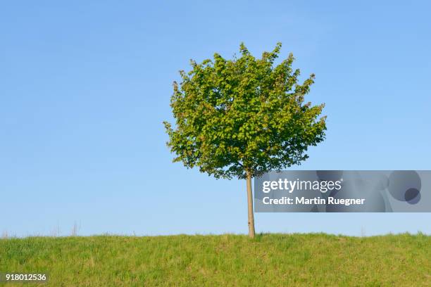 solitude tree (acer platanoides / norway maple). franconia, bavaria, germany. - norway maple stockfoto's en -beelden