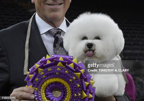"Flynn" the Bichon Frise, with handler Bill McFadden, poses after winning "Best in Show" at the Westminster Kennel Club 142nd Annual Dog Show in...