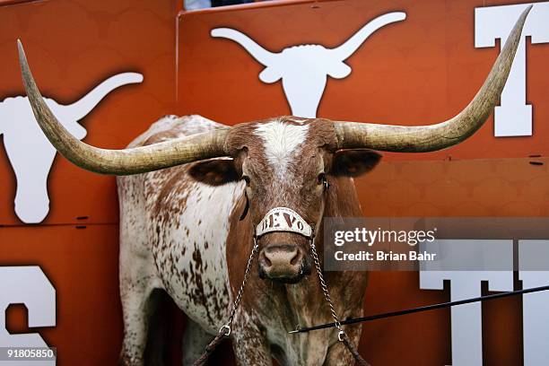 Bevo, the mascot of the Texas Longhorns, stands in his corner during a game against the Colorado Buffaloes on October 10, 2009 at Darrell K...