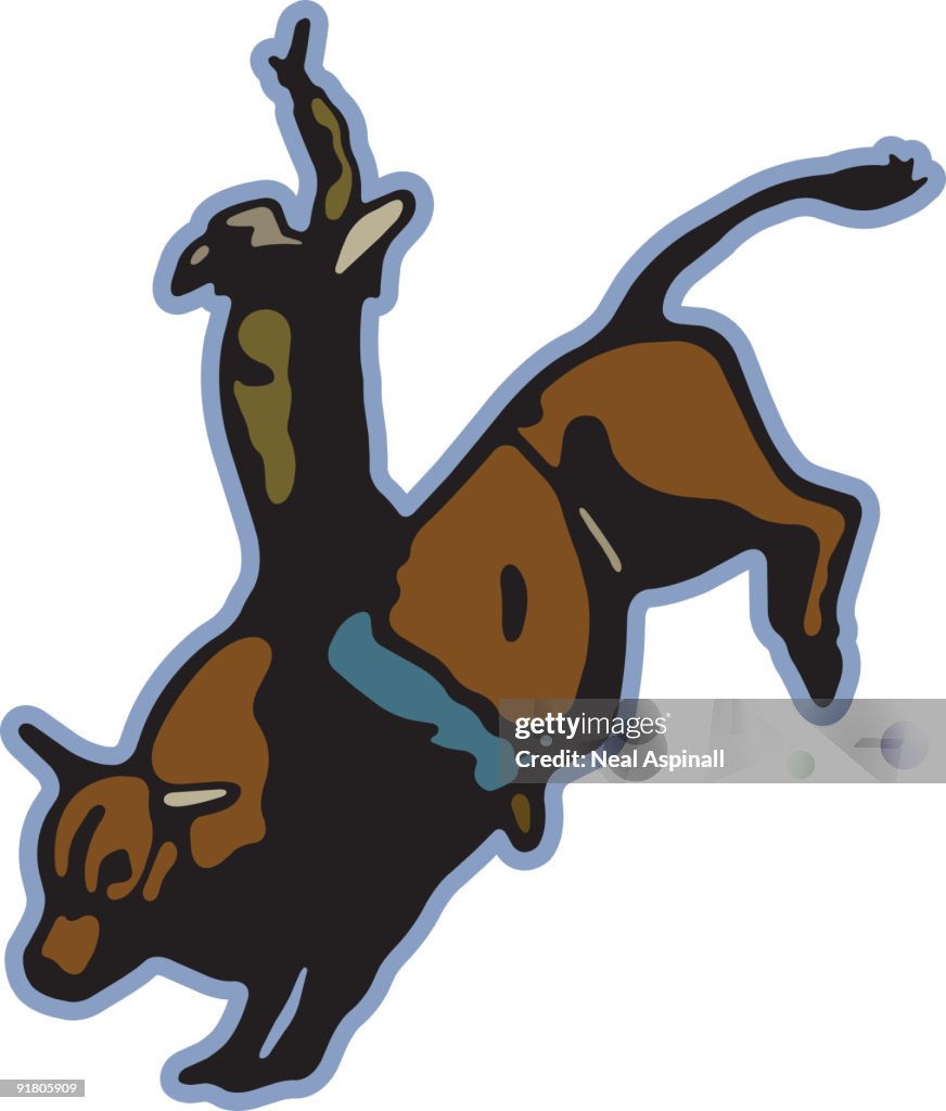 A cowboy on a bull