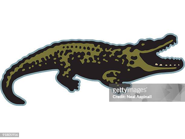 a crocodile - animal mouth stock illustrations