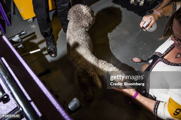 Mac, a Lagotto Romagnolo, is groomed backstage at the 142nd Westminster Kennel Club Dog Show in New York, U.S., on Tuesday, Feb. 13, 2018. The...