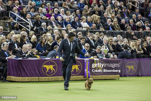 Winston, a Norfolk Terrier, walks with a handler during the Best in Show category at the 142nd Westminster Kennel Club Dog Show in New York, U.S., on...