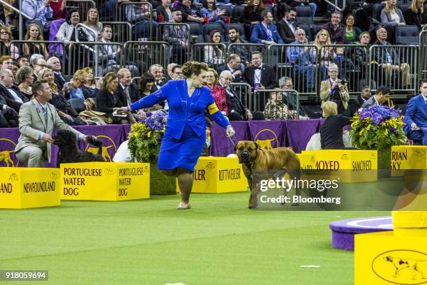 Boerboel walks with a handler while competing at the 142nd Westminster Kennel Club Dog Show in New York, U.S., on Tuesday, Feb. 13, 2018. The...