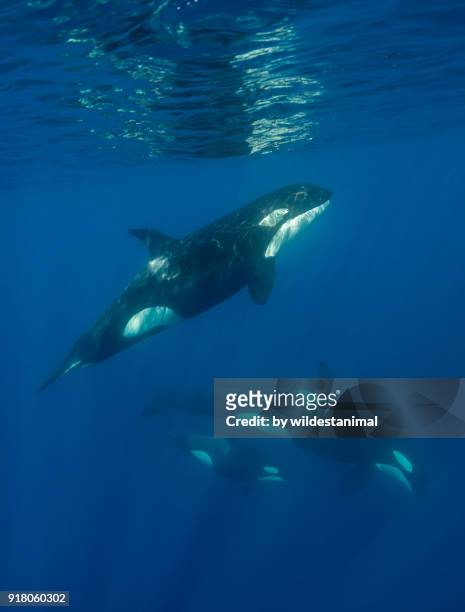 pod of female killer whales swimming near the surface with their young calf, north island, new zealand. - ballenato fotografías e imágenes de stock