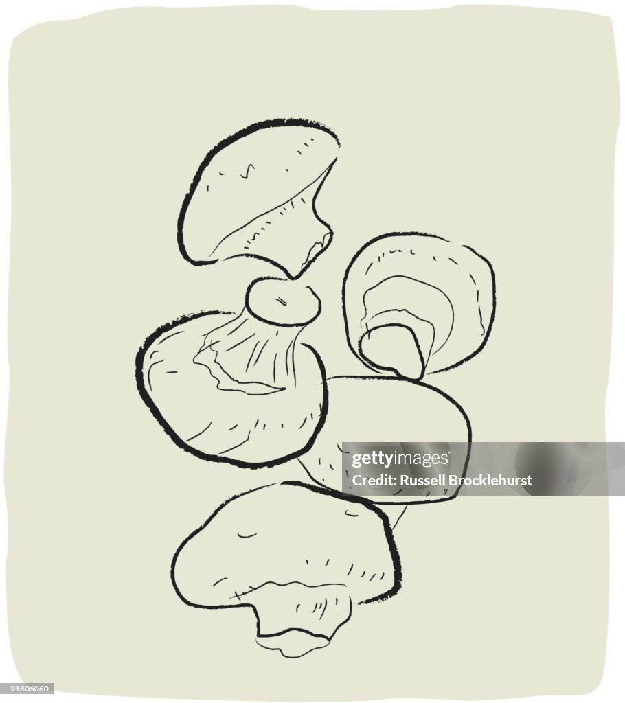A textured line drawing of mushrooms