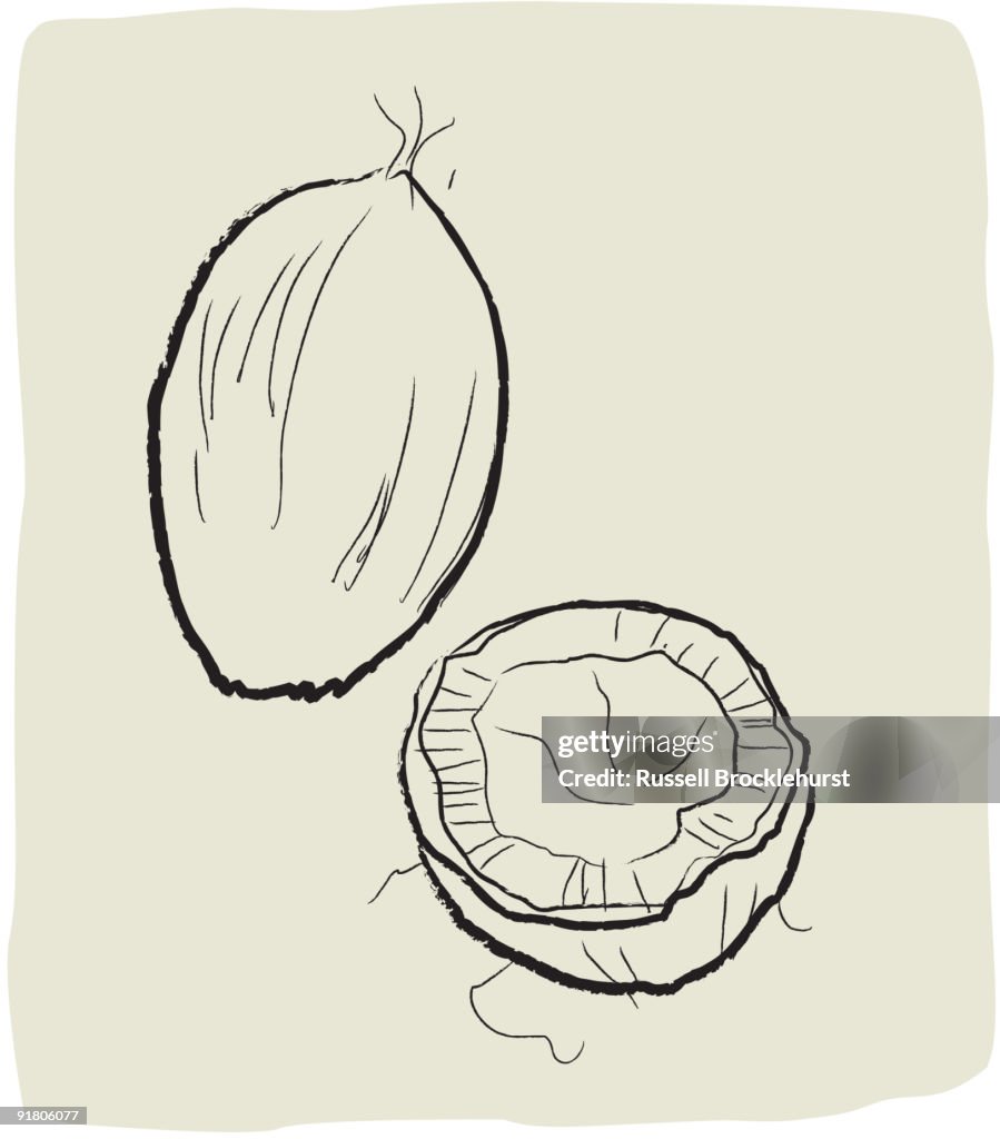 A textured line drawing of coconut