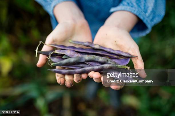 young girl picking fresh runner beans from her kitchen garden. - runner beans stock pictures, royalty-free photos & images