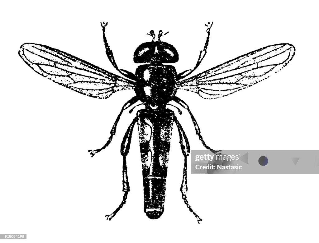 Tabanus bovinus, sometimes called the pale giant horse-fly