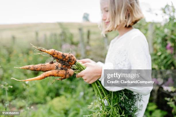 freshly picked carrot from the garden- - autumn garden stock pictures, royalty-free photos & images