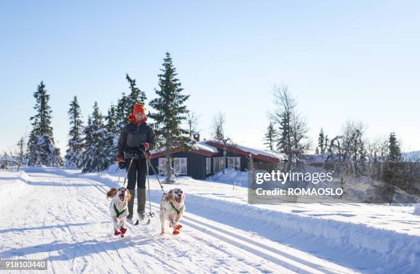 cross-country skiing with dogs in the mountains, synnfjell oppland county norway - log cabin stock pictures, royalty-free photos & images